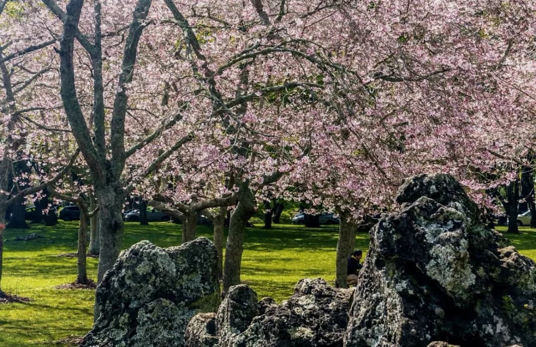 Cornwall Park