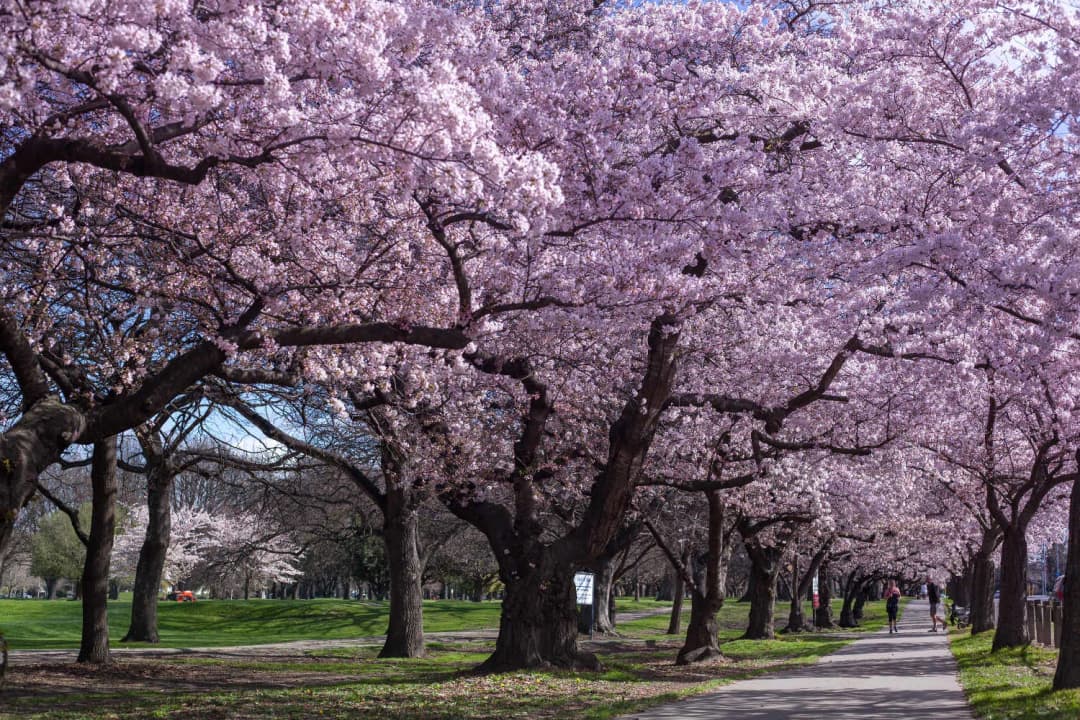 Hagley Park