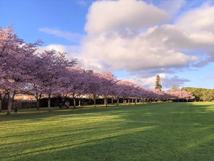 Jansen Park, Hamilton