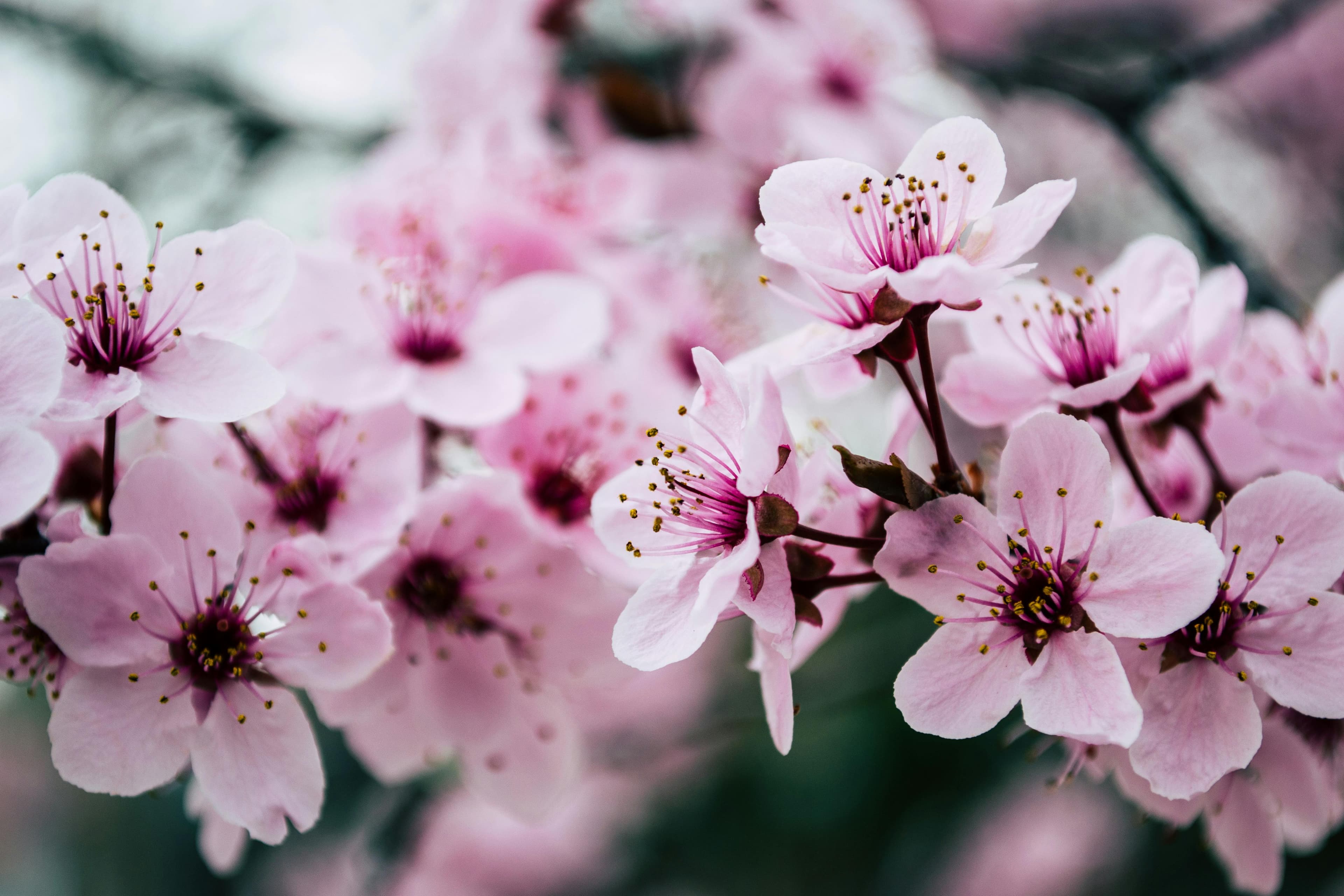 Cherry blossom, Photo by Brett Sayles