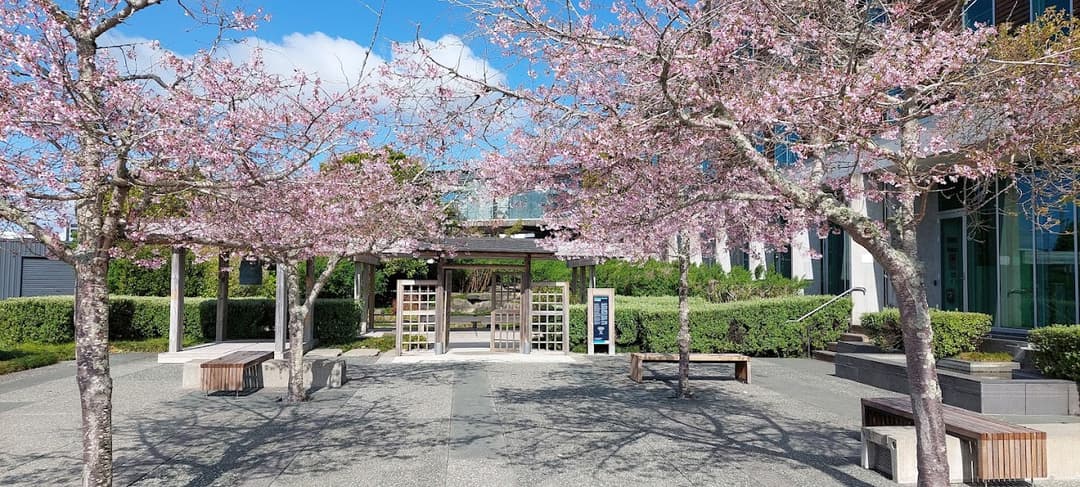 Henderson Japanese Garden, Captured by Yusuke Hioka