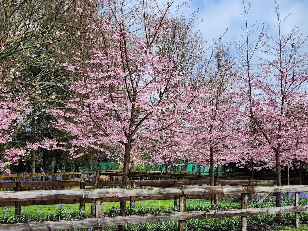 English Cherry Tree Manor, Captured by Fankun Chan