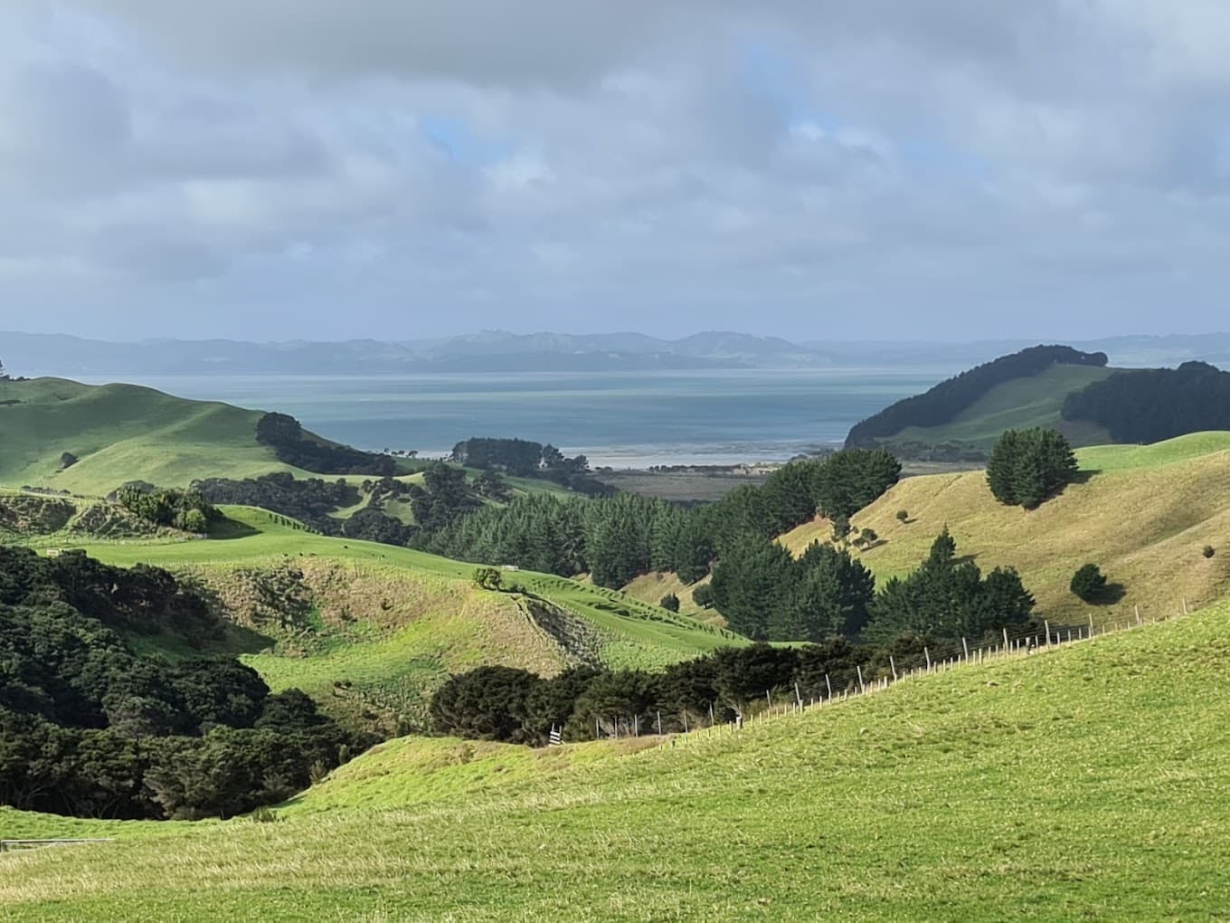 Te Rau Pūriri Regional Park