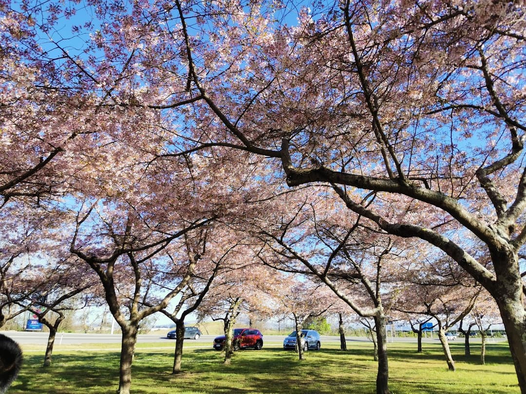 Pakowhai Regional Park, Captured by Mari Boy Bruan