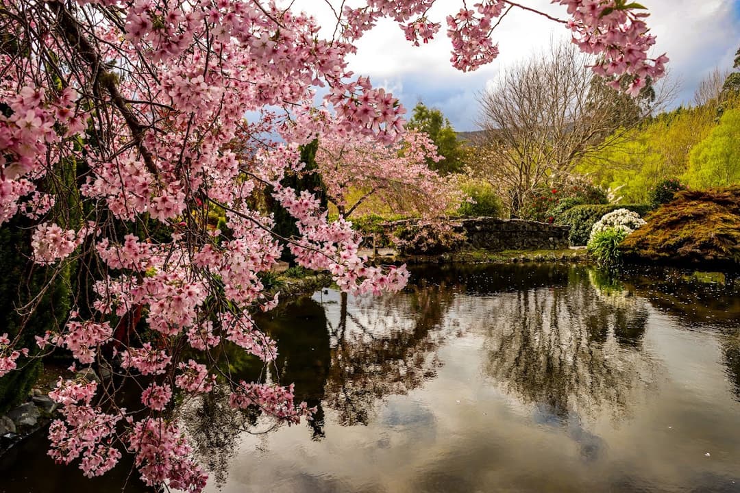 Aston Norwood Gardens, Captured by Sidney Viki