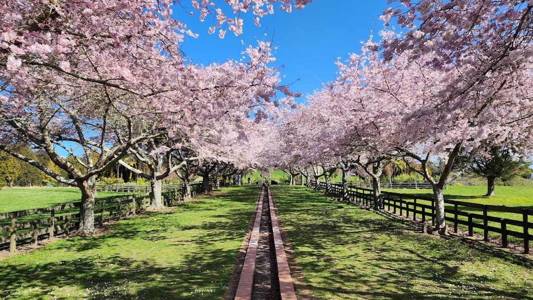 Tihiotonga Centennial Park, Captured by Aji B George