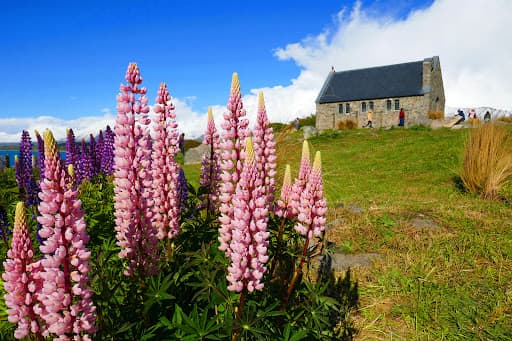 Lupin Field, Photo by Keiichi Nomura 